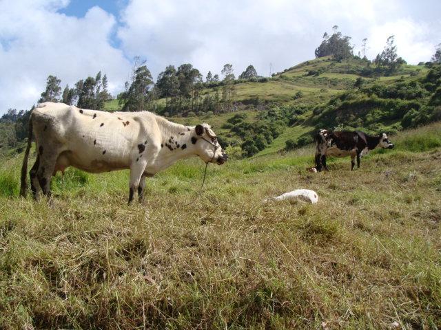 Colombia 242.jpg